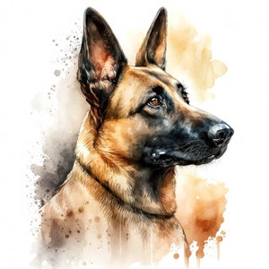 Autocollant pour voiture Malinois belge