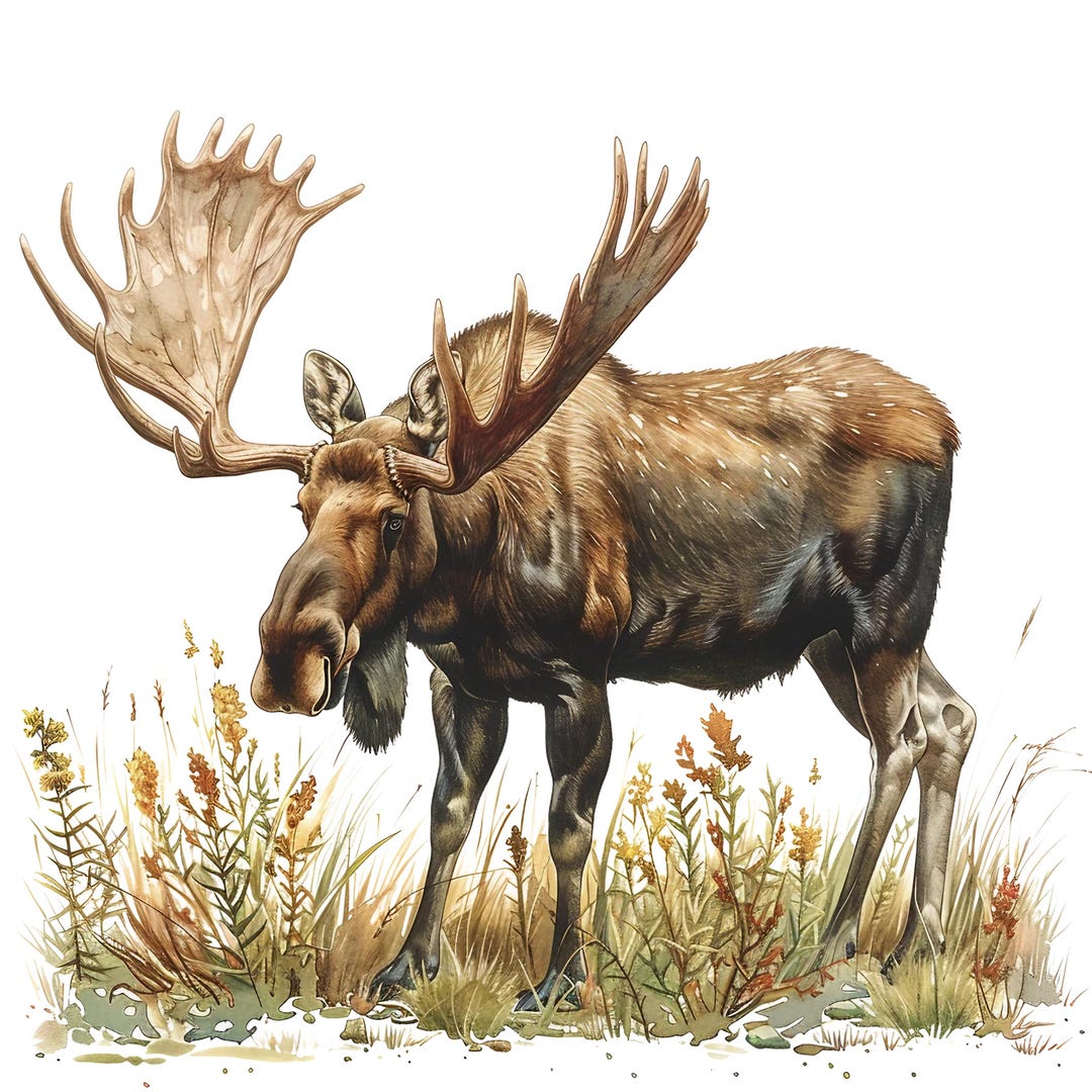 4x Moose Stickers Majestic Car Decals Wilderness Nature Vinyl ...