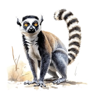 May include: Watercolor illustration of a ring-tailed lemur. The lemur has a white face with black markings around the eyes and ears, and a black nose. Its body is gray and brown, with a long, striped tail. The lemur is sitting on a light brown surface.
