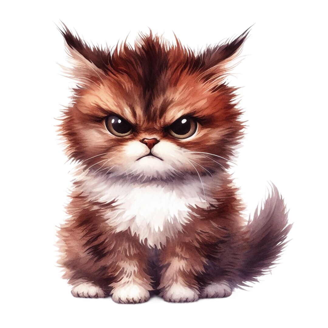 5X Angry Cat Sticker Set, 5 Pieces, Funny Cat Car Stickers, Grumpy Cat ...
