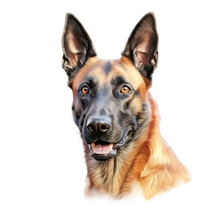 Adesivo per auto con cane pastore belga Malinois
