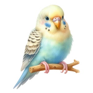 Autocollant de voiture autocollant oiseau perruche, jolie perruche colorée dans un style aquarelle pour voiture, ordinateur portable, fenêtre ou fans d&#39;oiseaux