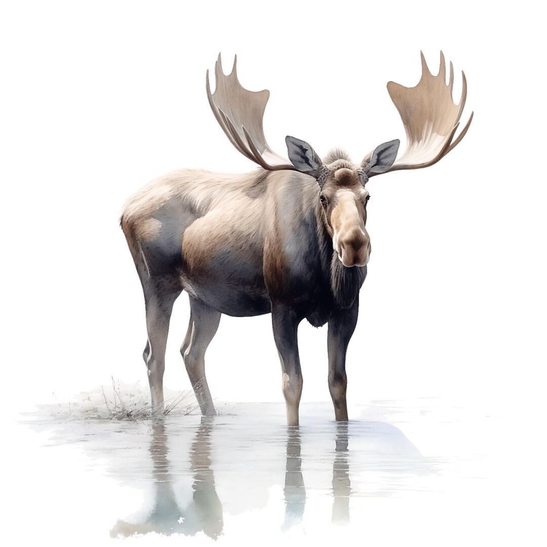 4x Moose Stickers Majestic Car Decals Wilderness Nature Vinyl ...