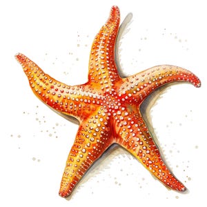 5x Sjöstjärneklistermärken, Maritima bilklistermärken, Havsdekor, Strandmotiv, Vattentät, Badrum, Kakel, Semestersouvenir