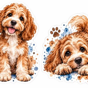 Könnte beinhalten: Zwei Aquarell-Illustrationen eines lockigen braun-weißen Hundes. Eine zeigt den Hund sitzend mit herausgestreckter Zunge, die andere liegend. Beide enthalten blaue und orangefarbene Farbspritzer, einen Pfotenabdruck und Herz-Symbole.