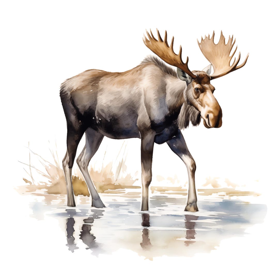 4x Moose Stickers Majestic Car Decals Wilderness Nature Vinyl ...