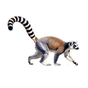 May include: Illustration of a ring-tailed lemur walking. The lemur has a brown and gray body with a distinctive black and white striped tail. The lemur's eyes are yellow, and it is set against a white background.