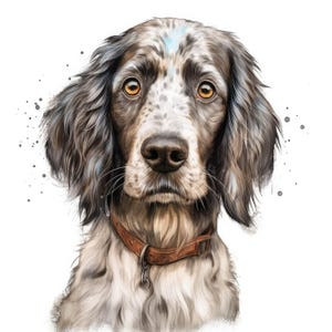 Könnte beinhalten: Detaillierte Illustration eines English Setter Hundes. Der Hund hat ein braunes Lederhalsband. Das Fell des Hundes ist eine Mischung aus Braun und Weiß, und seine Augen sind bernsteinfarben. Der Hintergrund ist weiß.