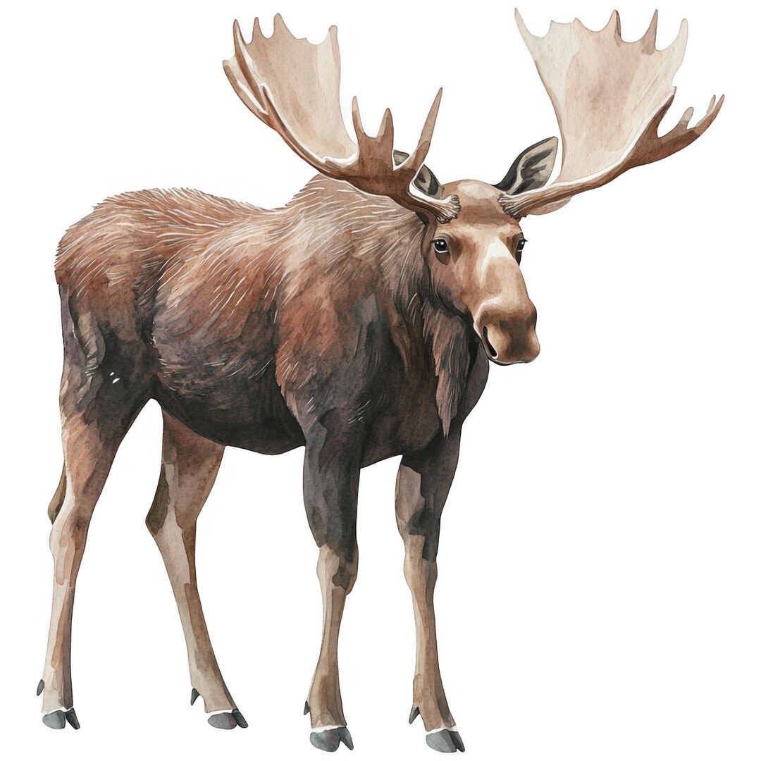 Moose Sticker Set Multipack Watercolor Car Stickers 9 X 9 Cm Woodland ...