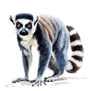 May include: Watercolor illustration of a ring-tailed lemur. The lemur has a black face, large orange eyes, and a black and white striped tail. Its fur is a mix of gray, brown, and white. The lemur is depicted in a crouching position against a white background.