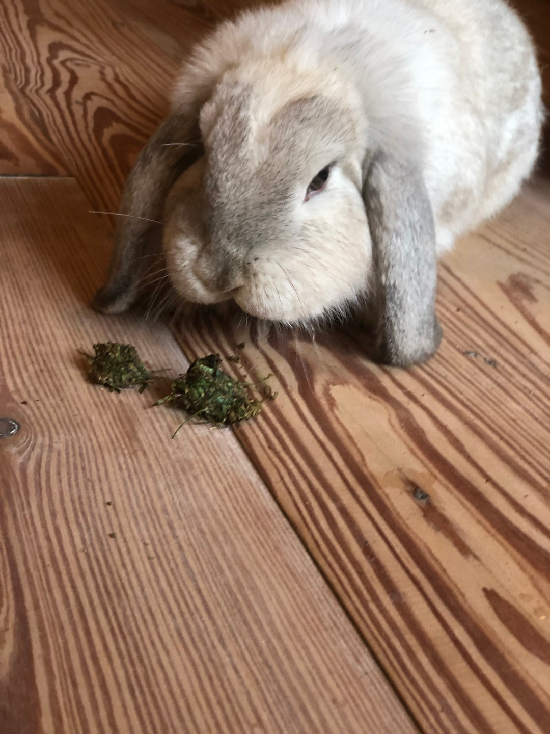 Image showcasing Pear Flavor Bunny and Guinea Pig Treats - Etsy