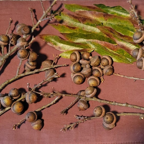 Pinstripe Acorns attached to branch, Real Shingle Oak Acorns, forged Fall 2023.  10 branch group for fifteen dollars, variety of sizes.