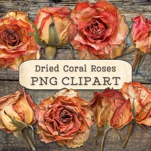 Getrocknete Korallen Rosen Clipart, PNG digitale Downloads, Vintage Shabby Collage Scrapbook, Junk-Journaling, Papiermodelle, Planer, druckbares Bild