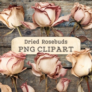 Imágenes prediseñadas de capullos de rosa secos vintage, descargas digitales PNG rosa claro, elementos de collage de flores de rosas antiguas, álbum de recortes, diario basura, imprimible