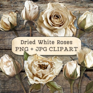 Vintage Roses blanches séchées Clipart, boutons de rose PNG, téléchargements numériques, éléments de collage de mariée Rose antique, album, journal indésirable, imprimable