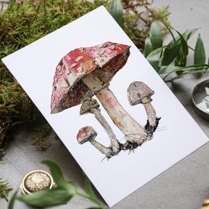 May include: A watercolor illustration of a group of mushrooms. The main mushroom is red with white spots and has a long stem. The other two mushrooms are smaller and have brown caps. The illustration is on a white background.