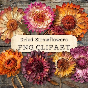 Clipart de flores de palha secas, PNG Downloads digitais, Vintage Daisys Collage Scrapbook, Junk Journal, Paper Crafts, Planners, Imagens para impressão
