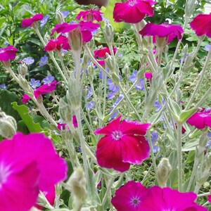 May include: A close-up of a cluster of vibrant pink flowers with green stems and leaves. The flowers are in full bloom and have a delicate, ruffled appearance.