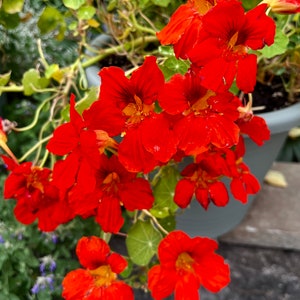 Kapuzinerkresse Samen: Essbare orange & gelbe Blüten, Begleitpflanze