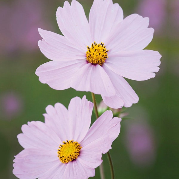 40-80 Cosmos Seeds, Cosmos bipinnatus, Annual, Enjoy Tall Pale Pink Flowers all Season