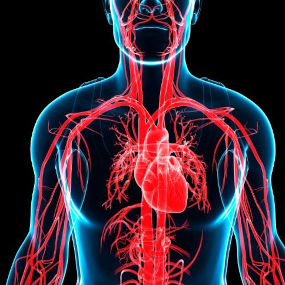 The Resistant of Blood Flow in the Circulatory System is Influenced by ... Biology Diagrams