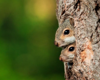 Snuggly Squirrels