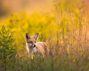 Fox in Golden Field