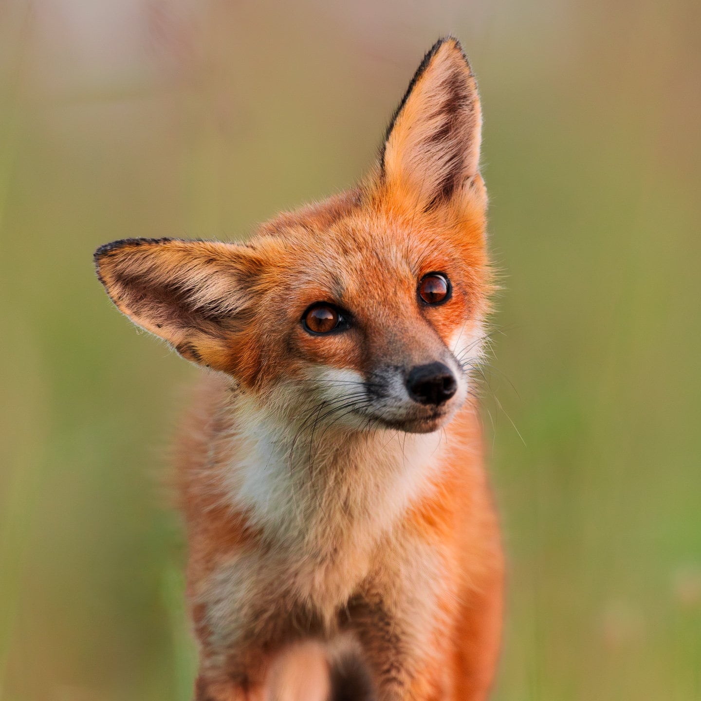 Curious Red Fox