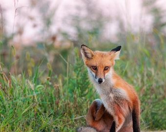 Itchy Fox