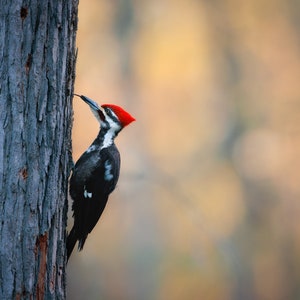 Pileated Woodpecker