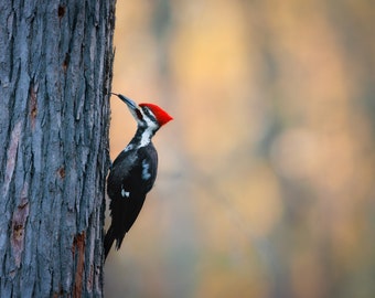 Pileated Woodpecker