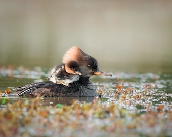 Mama Merganser