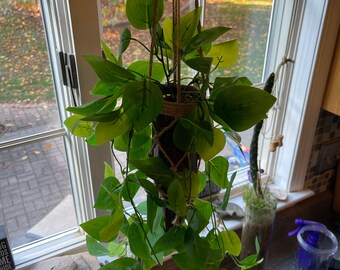 Glass bottle planter with macramé holder and greenery accents