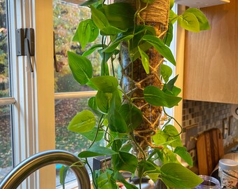 Glass wine bottle planter with macramé holder and greenery accents