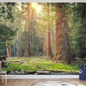 Décoration murale Sequoia National Park, papier peint séquoias géants, décoration murale nature forêt californienne papier peint autocollant