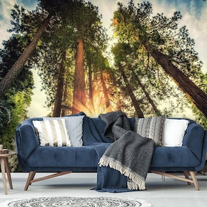 Giant Redwood Sequoia Grove Wallpaper, Peel and Stick Wallpaper, Bright Sunlight Sequoia National Park, Forest Trees Wall Mural