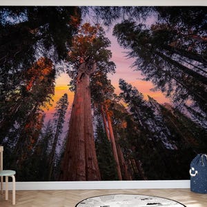 Sequoia National Park Non-woven photo wallpaper, Giant Trees self adhesive wallpaper, Forest Wall Mural, Bright Sunlight wall art decor