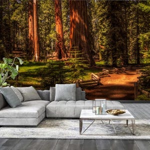 Giant Sequoia Trees Non-woven photo wallpaper, National Park California self adhesive wallpaper, Forest Removable Large wall mural decor