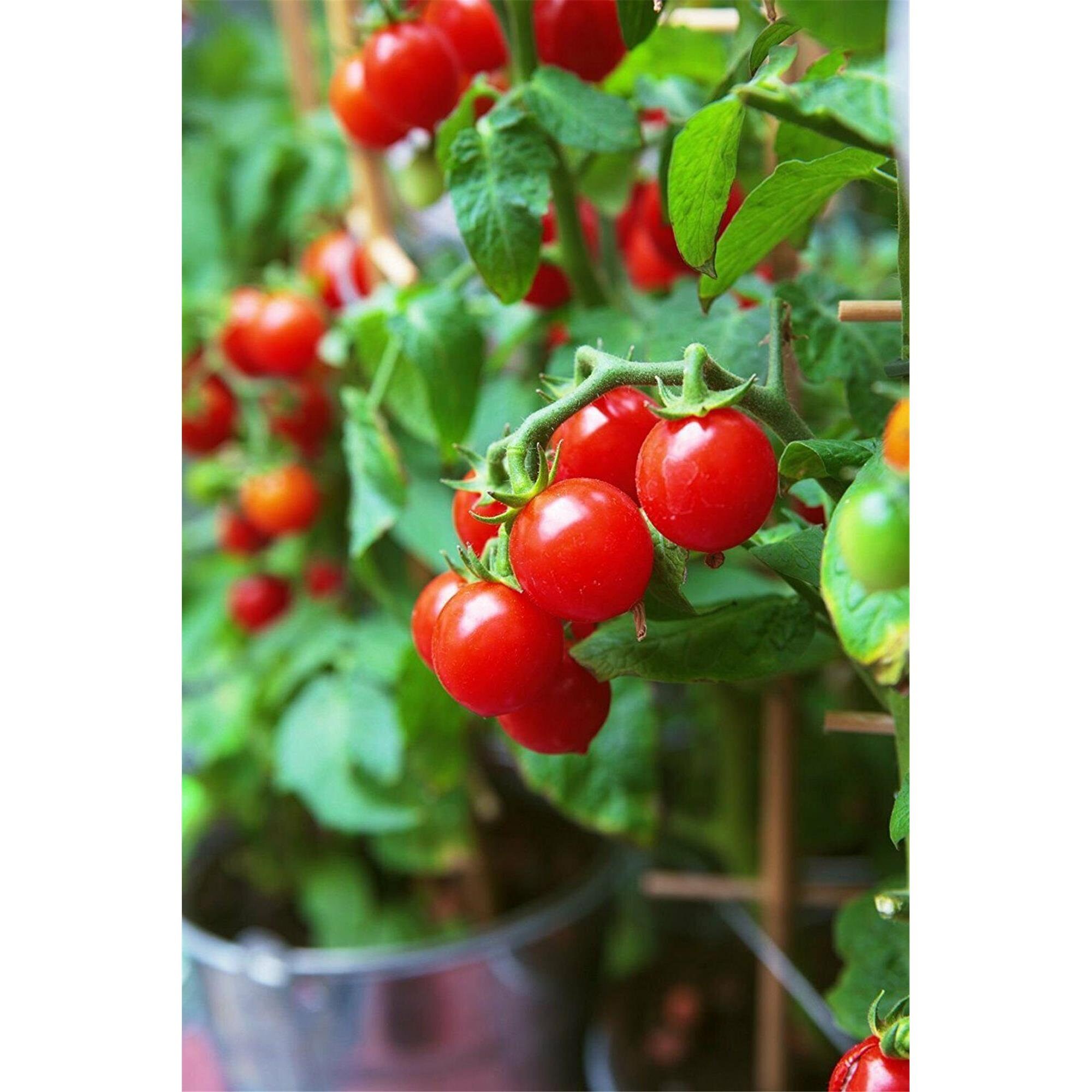 30 Tiny Tim Cherry Tomato Seeds Dwarf Tomato Plant NONGMO Etsy