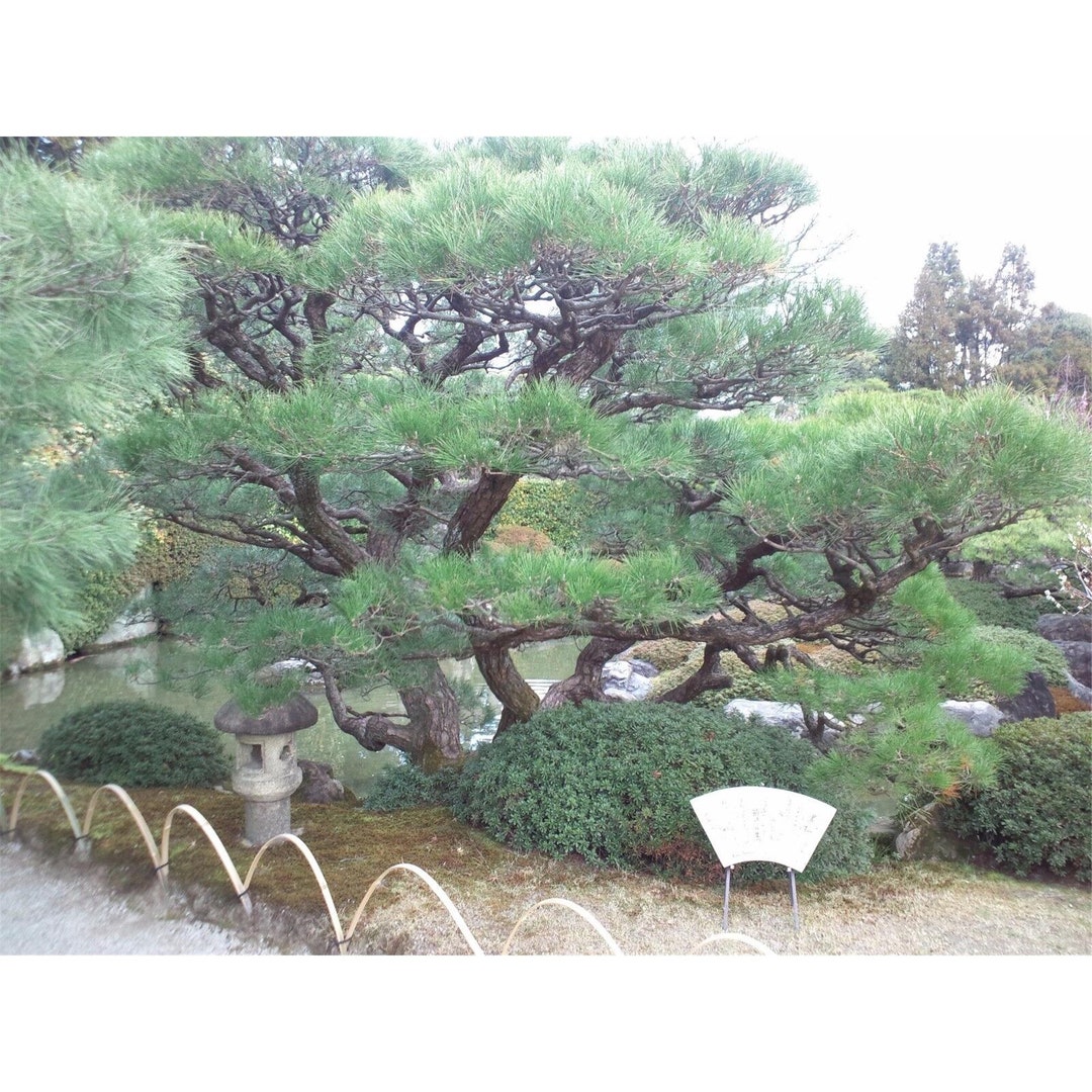 15 Japanese Black Pine Tree Seeds Pinus Thunbergii 15 Seeds Etsy