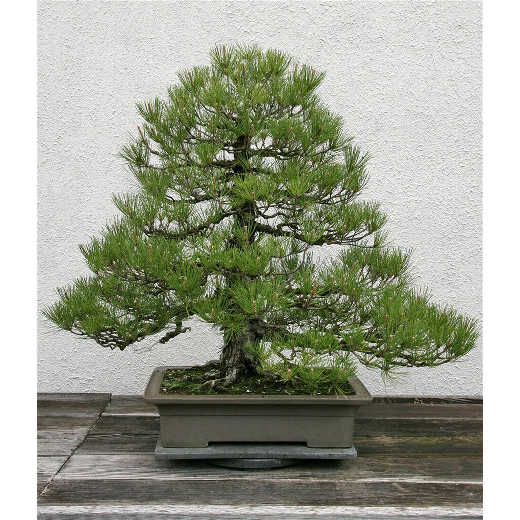 15 Japanese Black Pine Tree Seeds Pinus Thunbergii 15 Seeds Etsy
