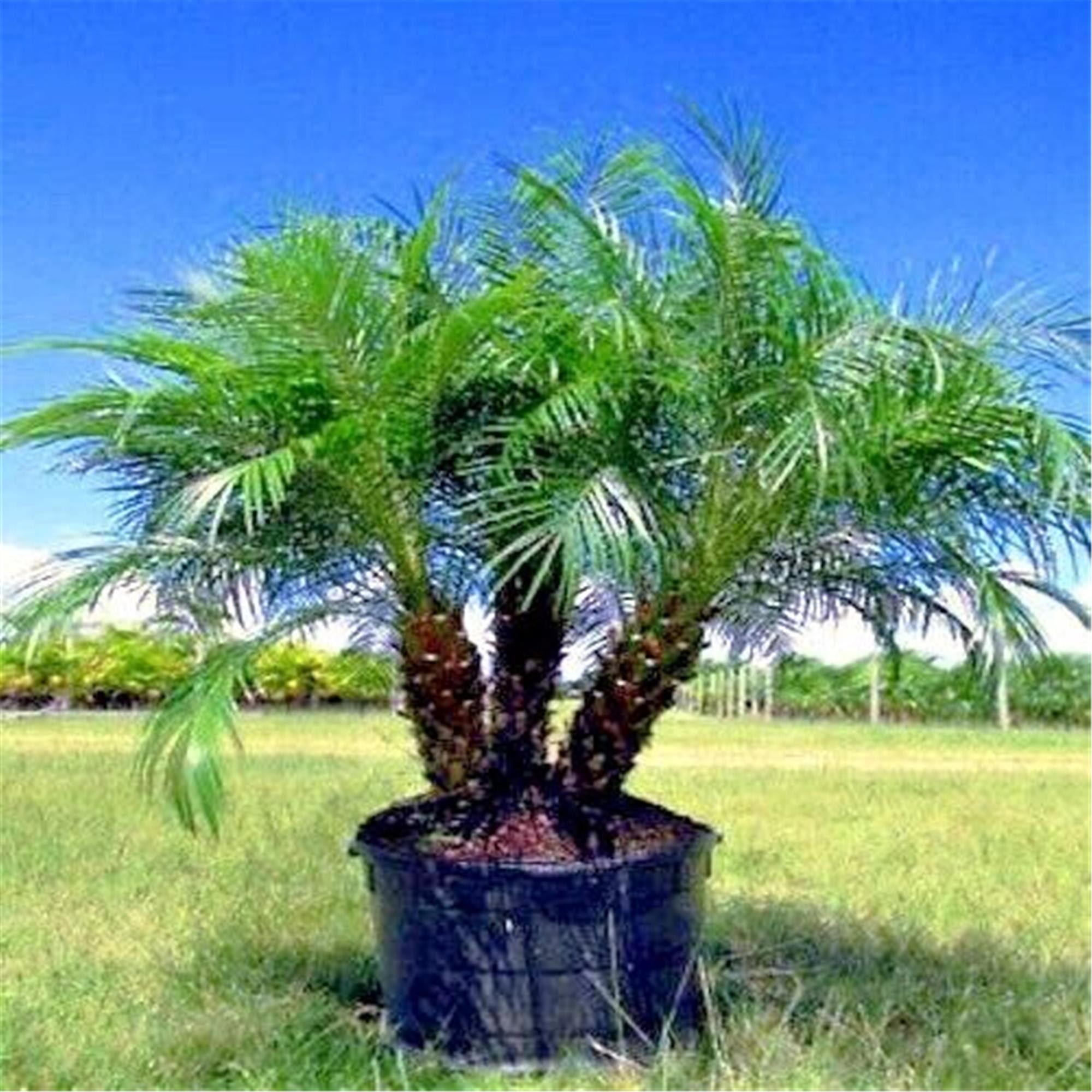 Dwarf Pygmy Date Palm Tree
