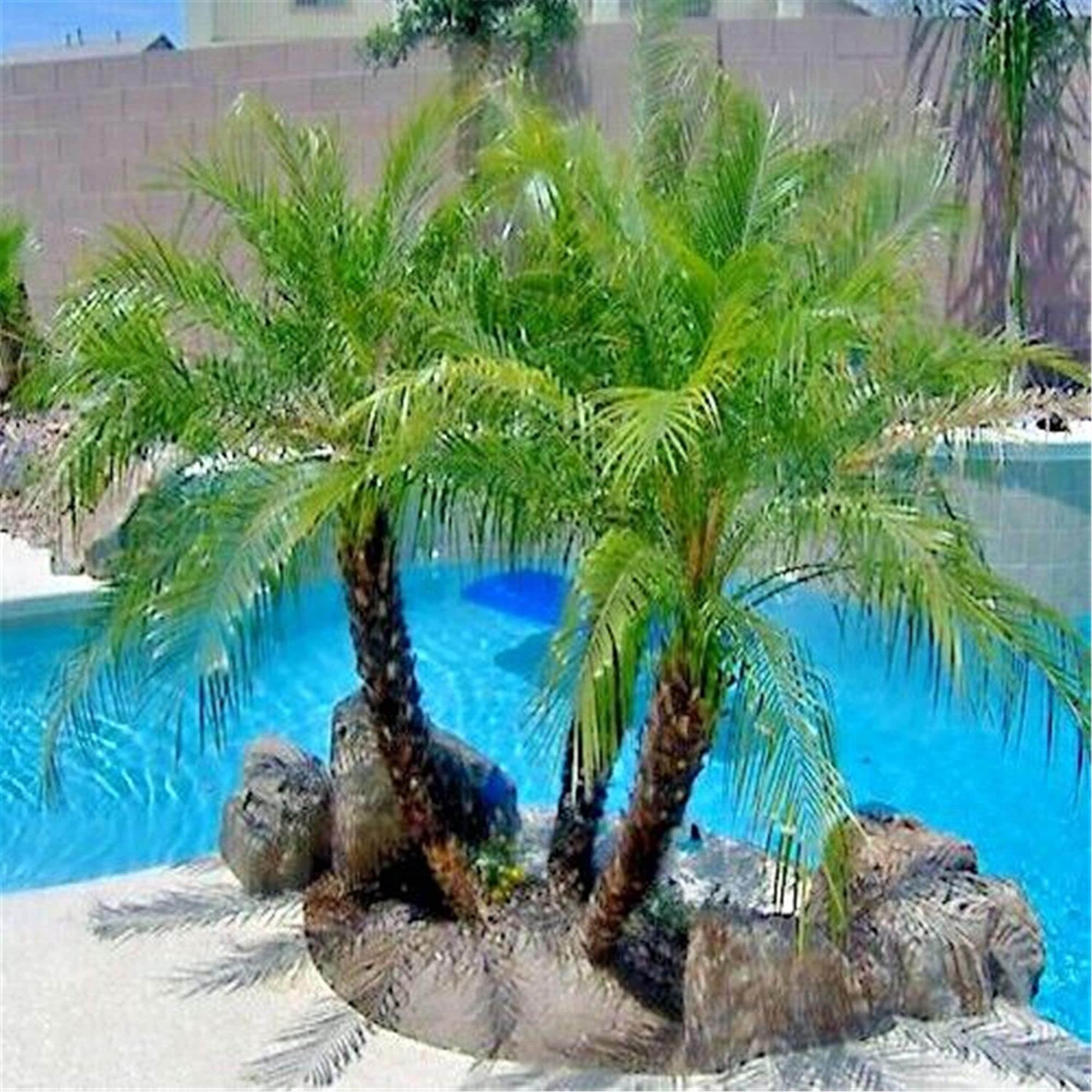 Dwarf Pygmy Date Palm
