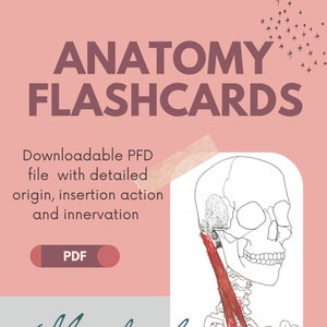 Muscles of the Neck - Anatomy Flashcards (with detailed/pictured origin, insertion, action and innervation).