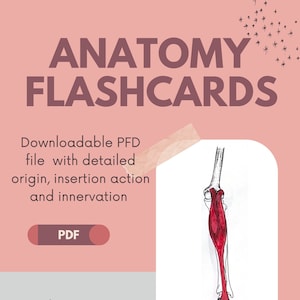 May include: A digital download of anatomy flashcards for the muscles of the leg and foot. The image shows a detailed illustration of the muscles of the lower leg and foot. The text "Downloadable PDF file with detailed origin, insertion action and innervation" is displayed on the left side of the image. The text "PDF" is displayed in a pink rectangle. The text "Muscles of the leg and foot" is displayed in a teal font. The text "TOUGH MOTHER ANATOMY" is displayed at the bottom of the image.