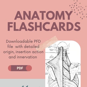 Cartes-éclair sur les membres supérieurs, les membres inférieurs et le squelette axial - Anatomie (avec l'origine, l'insertion, l'action et l'innervation détaillées/illustrées).