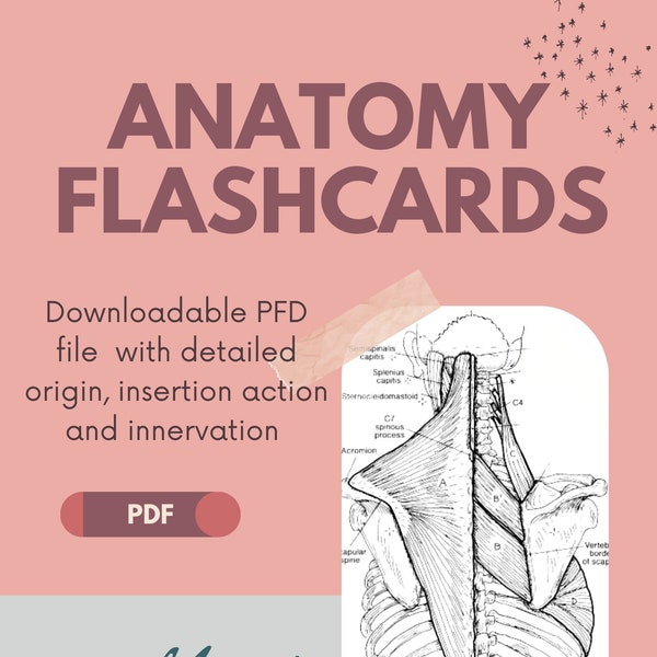 Upper Extremity, Lower Extremity and Axial Skeleton- Anatomy Flashcards (with detailed/pictured origin, insertion, action and innervation).