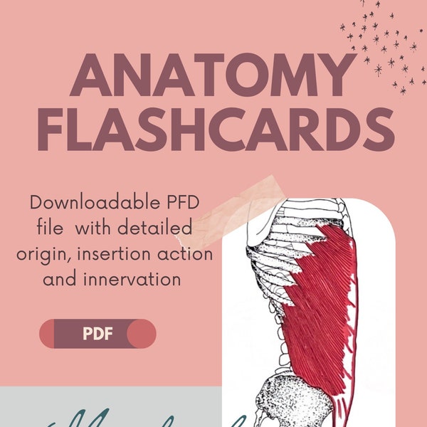 Muscle Origin And Insertion Etsy