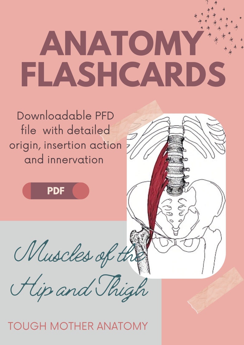 Muscles of the Hip and Thigh Anatomy Flashcards with Detailed/pictured