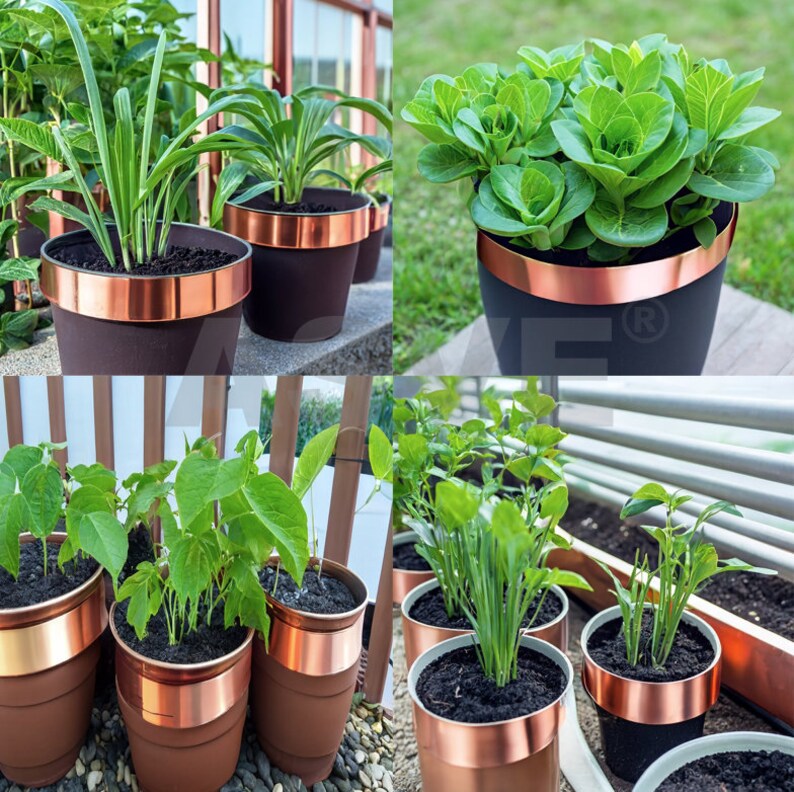 May include: Assortment of potted plants with copper-colored bands around the rims of the pots. The plants include a leafy green plant, a succulent, and a variety of herbs.